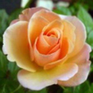 avatare_flori_308