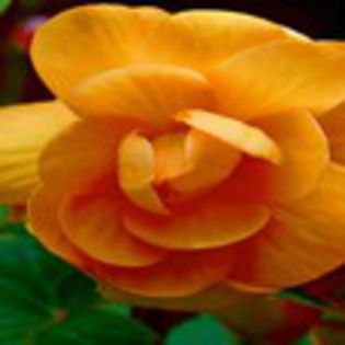avatare_flori_221