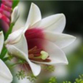 avatare_flori_222