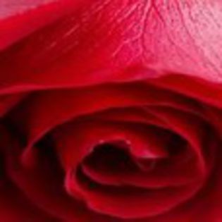 avatare_flori_223