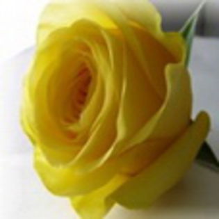 avatare_flori_236