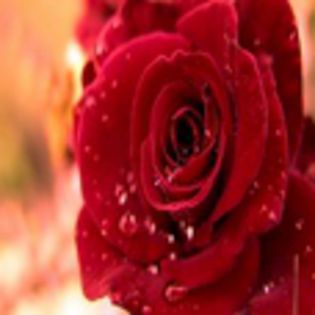 avatare_flori_238