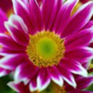avatare_flori_249