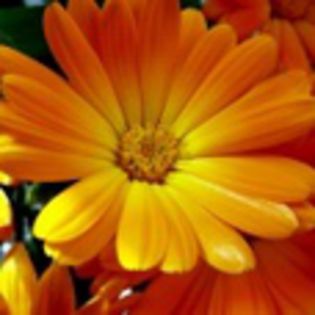 avatare_flori_252