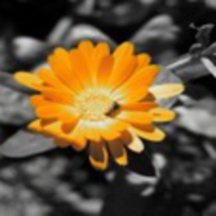 avatare_flori_240