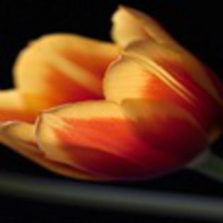 avatare_flori_241