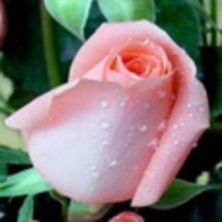 avatare_flori_242