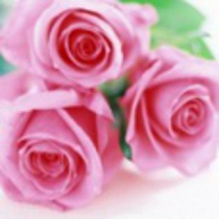 avatare_flori_255