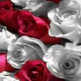 avatare_flori_256