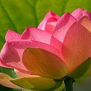 avatare_flori_258