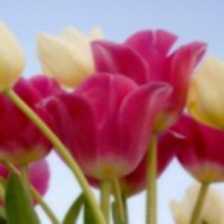 avatare_flori_259