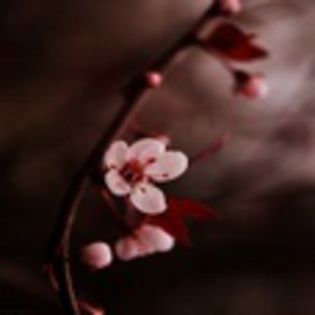 avatare_flori_263