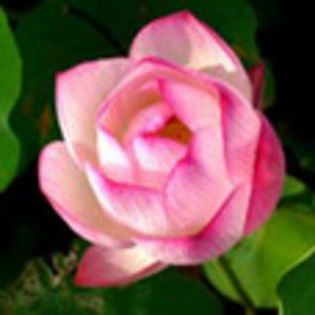 avatare_flori_264