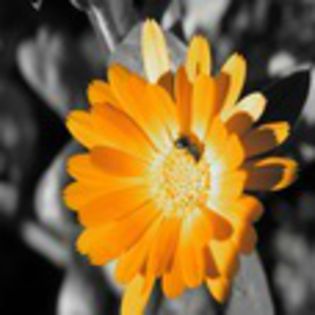 avatare_flori_228