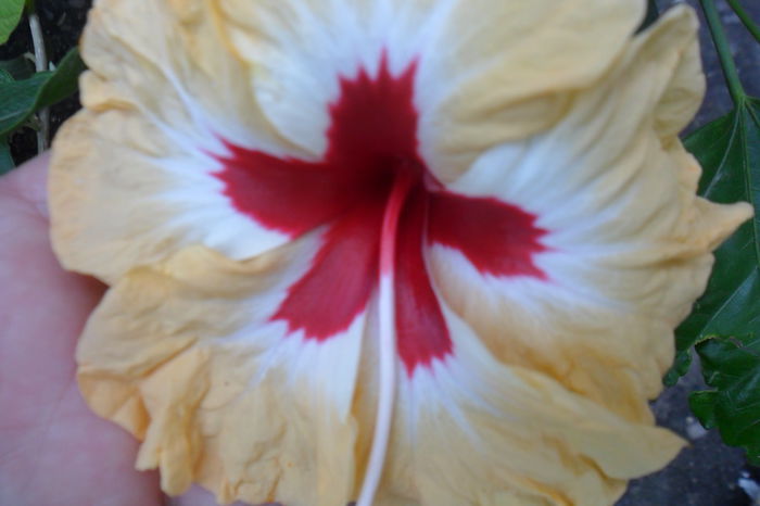 silvia goodman - hibiscusi 2014-2