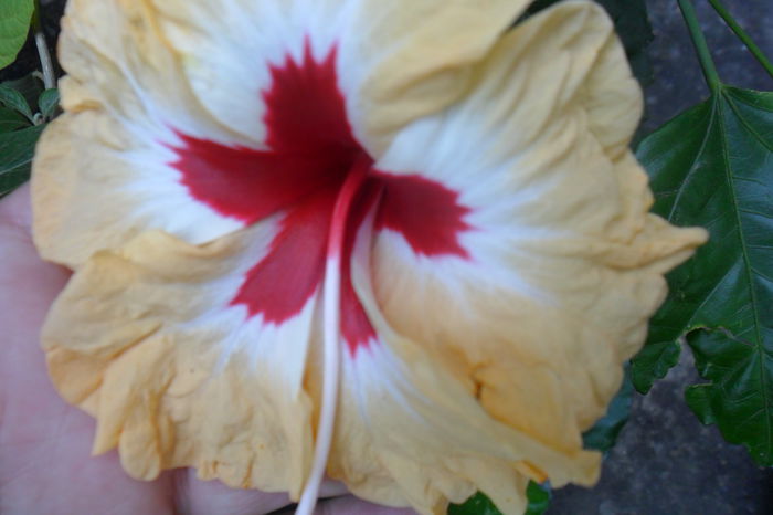 Picture 382 - hibiscusi 2014-2