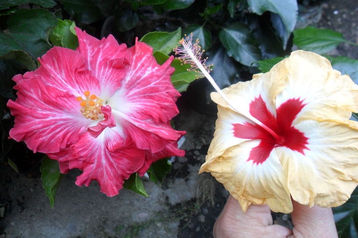 Picture 384 - hibiscusi 2014-2