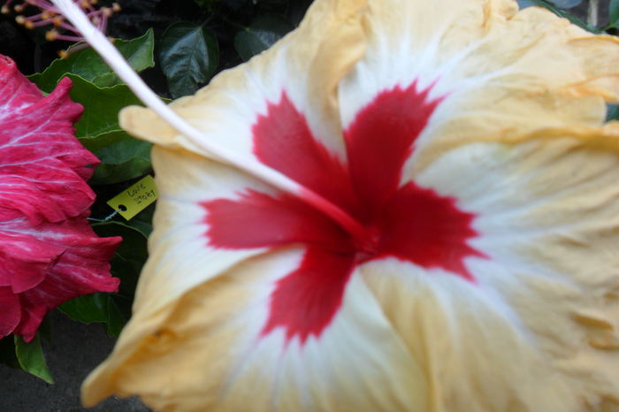 Picture 385 - hibiscusi 2014-2