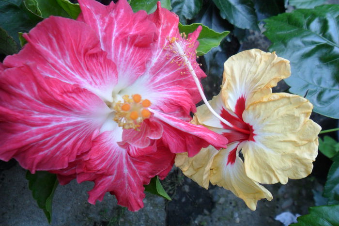 Picture 386 - hibiscusi 2014-2