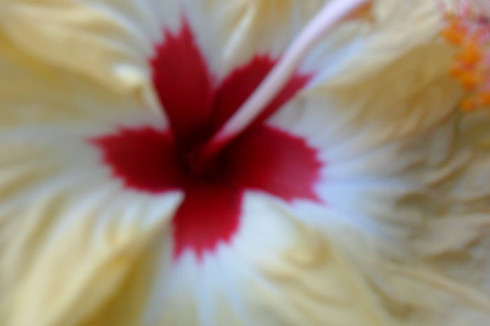 Picture 388 - hibiscusi 2014-2