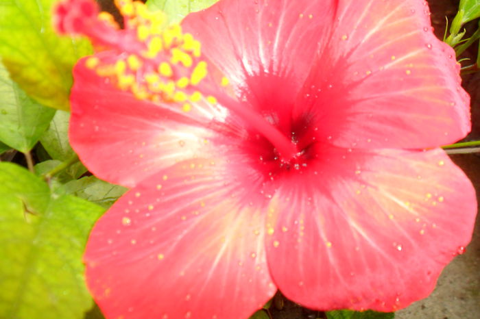 Picture 288 - hibiscusi 2014-2