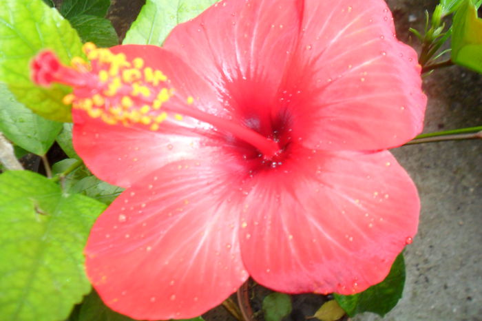 Picture 289 - hibiscusi 2014-2