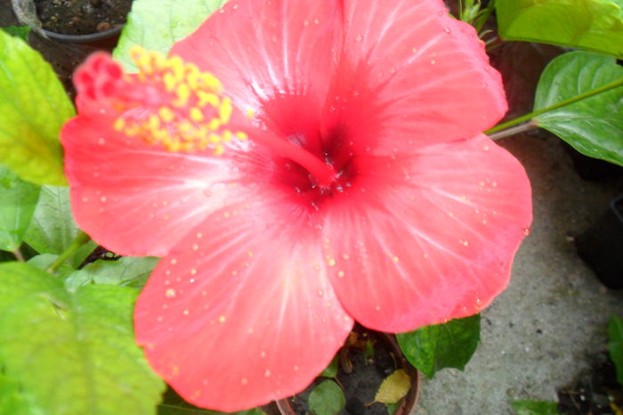 Picture 290 - hibiscusi 2014-2