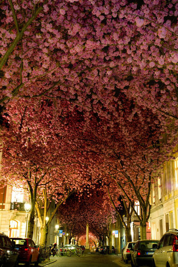 Heerstrasse-Germania (Bonn); o strada simpla ,incadrata de ciresi...dar unica in lume
