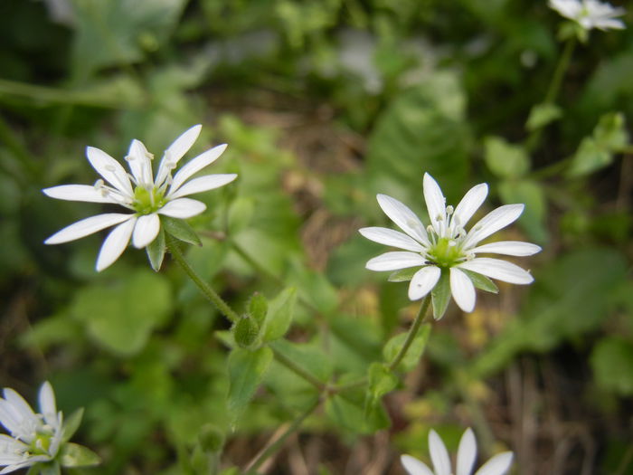 Stellaria media (2014, May 11) - Stellaria media_Chickweed