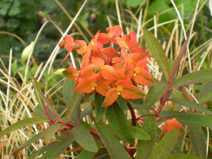 DSCN4159 - Chelsea Flower Show- 2013