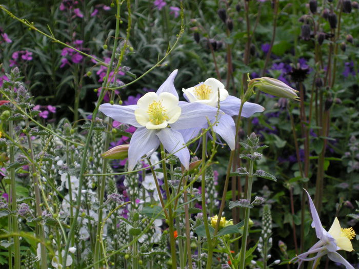 DSCN4165 - Chelsea Flower Show- 2013