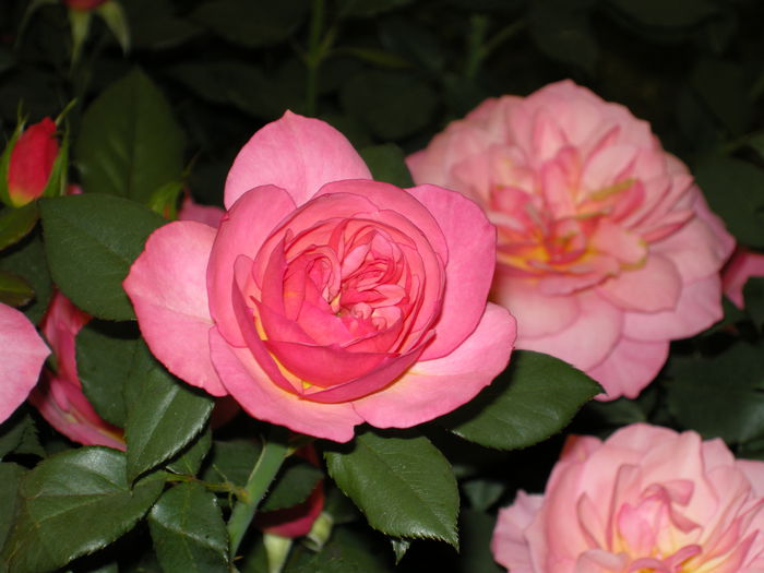 DSCN4248