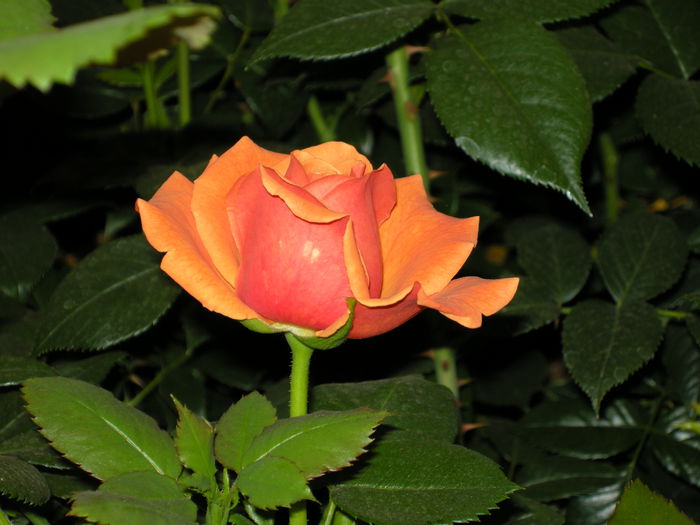 DSCN4249