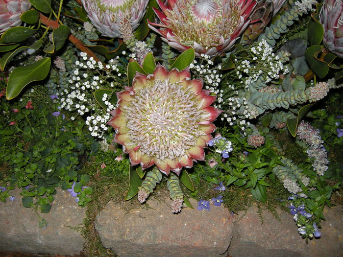 DSCN4281