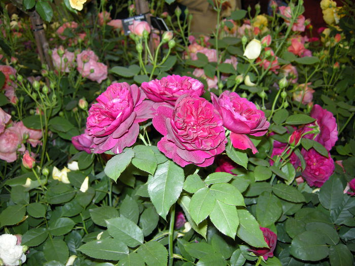 DSCN4308
