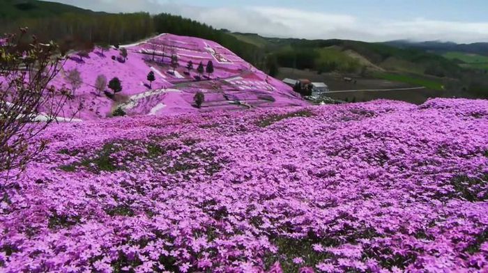 Parcul Takinoue- Japonia; Covorul de flori Shibazakura ,in mai-iunie,pe 100.000mp
