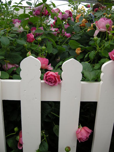 DSCN4314
