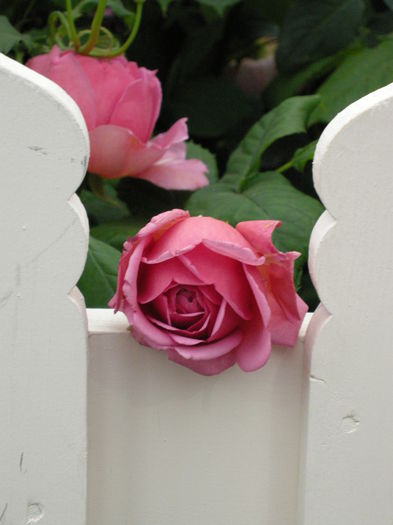 DSCN4315