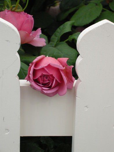 DSCN4316