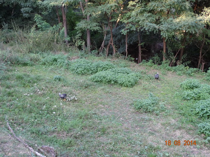 DSC07121