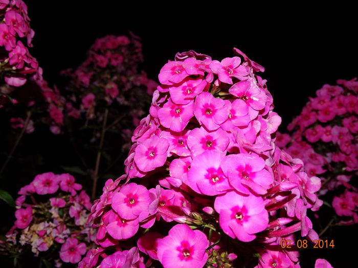 DSC06229