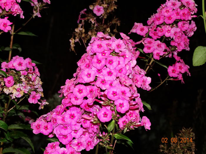 DSC06230