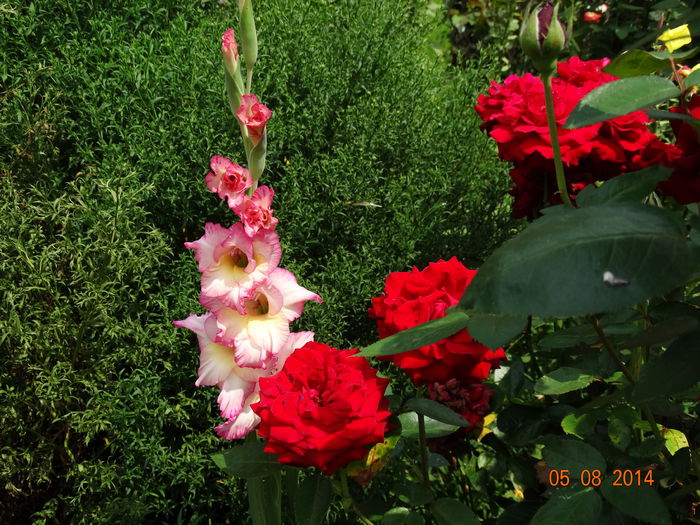 DSC06409