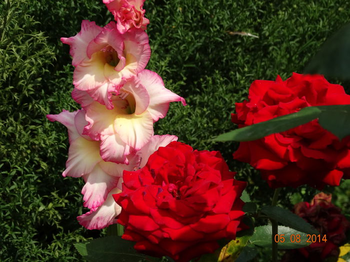 DSC06410