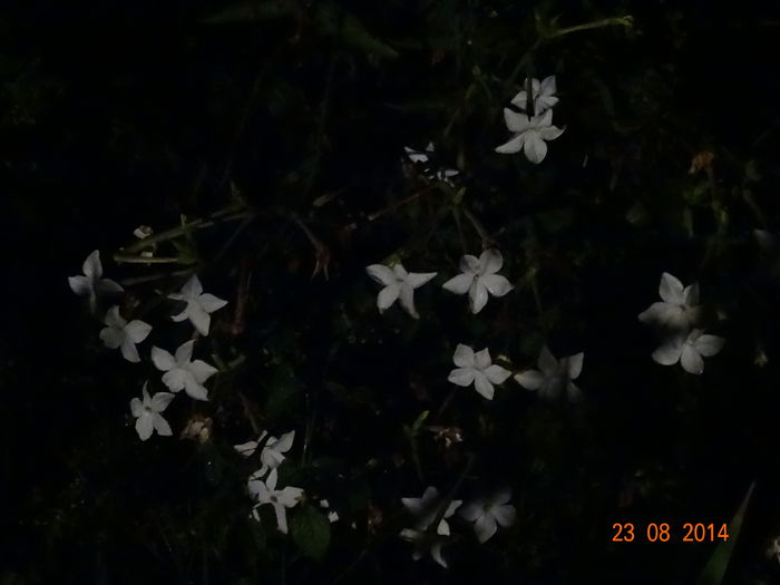 DSC07376