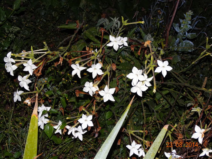 DSC07379 - Plante in gradina