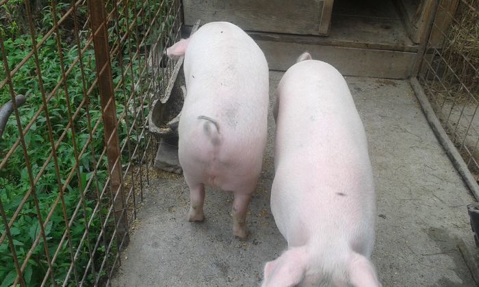 20140825_174003 - purcei 2014