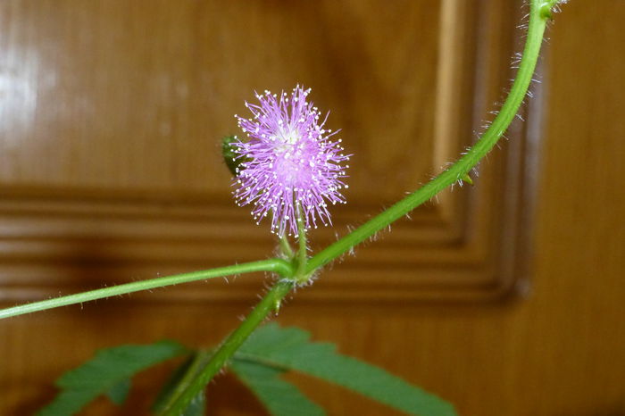 P1050651 - 005 Mimosa pudica 1