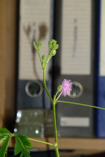 P1050655 - 005 Mimosa pudica 1