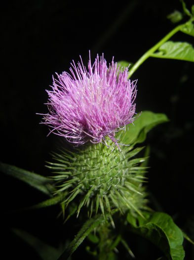 Cirsium spp. (2014, August 03)